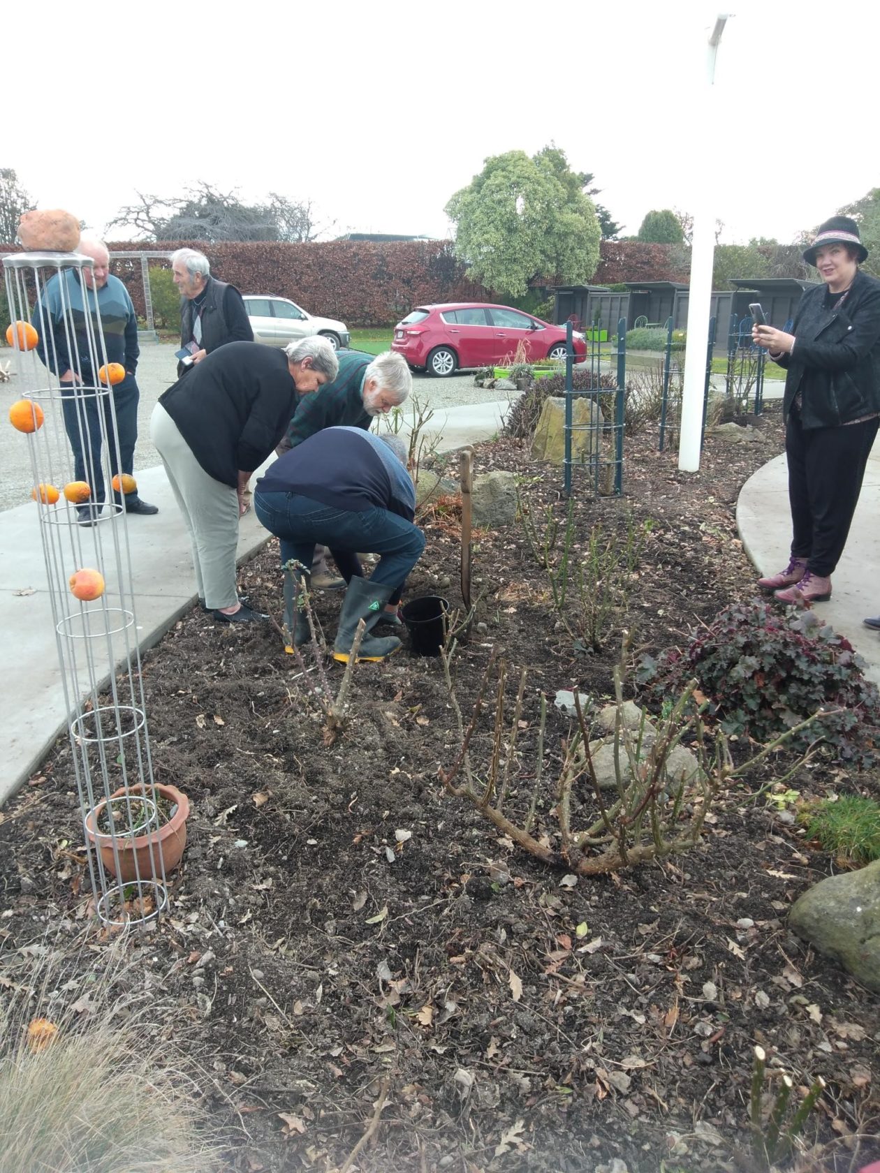 3 People are in a garden planting a rose with 3 other people watching