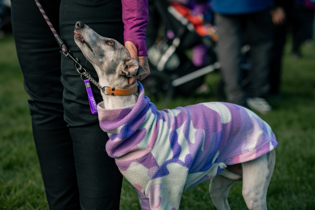 greyhound dog dressed in purple and white coat