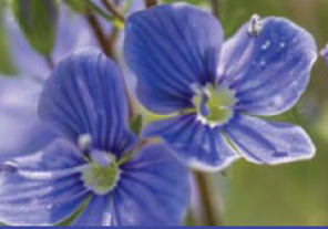 Alzheimers Tauranga/WBOP Winter Newsletter Thumbnail Image
