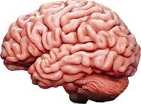 Brain Health Seminar icon