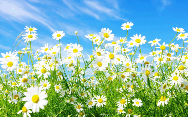 Alzheimers Whanganui Spring Newsletter Thumbnail Image