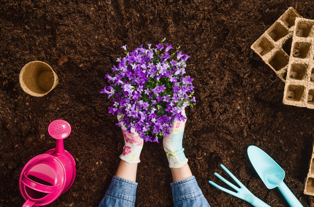 Planting a plant with gardening tools on fertile soil texture background seen from above, top view. Gardening or planting concept. Working in the spring garden.